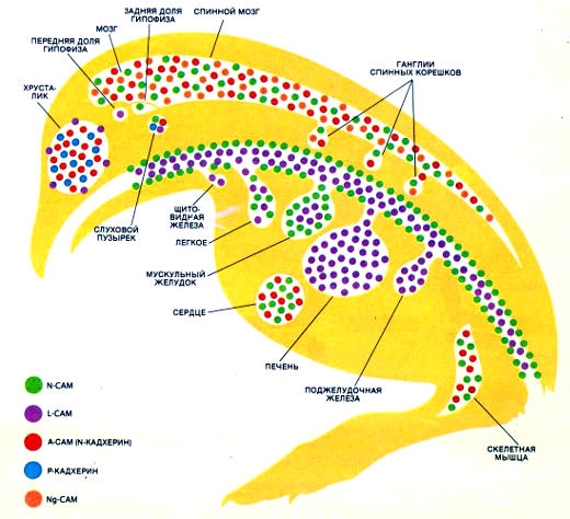 Распределение пяти известных молекул клеточной адгезии (CAM) в курином эмбрионе перед вылуплением. Распределение CAM, каждая из которых имеет свою специфичность связывания, позволяет предполагать, что они участвуют в формообразовании зародыша. Их локализация меняется со временем: на более ранних стадиях участки, занимаемые различными CAM, перекрывались и охватывали большую часть зародыша
