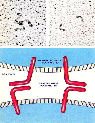 Клетки соединяются молекулами клеточной адгезии, связывающимися гомофильно. CAM одной клетки взаимодействует с такой же CAM на другой клетке. Изображения вверху получены с помощью электронного микроскопа после напыления CAM платиной. Слева: три молекулы клеточной адгезии из нервной ткани (N-CAM),соединенные теми участками, которые выступают из клеточной мембраны наружу. Справа: одиночные молекулы клеточной адгезии из печени (L-CAM). CAM представляют собой гибкие линейные молекулы. Внизу показаны два предполагаемых механизма связывания N-CAM
