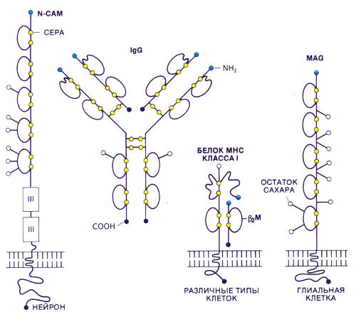 Сверхсемейство иммуноглобулинов, включающее и молекулы клеточной адгезии, объединяет белки, различающиеся по структуре и функциям. Каждый из них содержит несколько доменов. Антитела класса IgG циркулируют в жидкостях тела и связываются с чужеродными веществами. Белки главного комплекса тканевой совместимости (МНС) класса I, имеющиеся почти во всех клетках животного организма, соединяются с определенным образом измененными антигенами, что необходимо для представления антигенов Т-лимфоцитам. Короткая цепь белка МНС класса I — это один домен, так называемый бета2-микроглобулин. В мембране глиальных клеток нервной ткани присутствует гликопротеин, ассоциированный с миелином (MAG), который тоже, повидимому, участвует в клеточной адгезии. Глиальные клетки (и MAG) играют роль в образовании миелиновой оболочки отростков некоторых нейронов