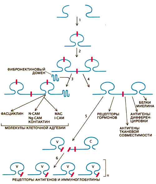 Схема,показывающая, как адаптивная иммунная система развилась из древней системы молекул клеточной адгезии. Экзоны, кодирующие два «полудомена», соединились и образовали ген одного домена — функциональной единицы белка (1). В результате дупликации этого гена возник ген мультидоменного белка — древней N-CAM (2). Перекомбинация экзонов привела к объединению доменов типа фибронектина с доменами типа N-CAM (3). Вследствие дупликации генов и дивергенции появилось множество различных САМ. Другие гены утратили интроны (некодирующие последовательности ДНК) внутри доменов, но не между ними (4). В этой группе генов дивергенция привела к возникновению других членов суперсемейства иммуноглобулинов . Встраивание нового генетического элемента (возможно, вирусного происхождения) обусловило разнообразие белков в различных лимфоцитах (5). Наряду с этими изменениями увеличивалось число вариабельных участков (V), что обеспечило создание огромного множества различных антител (иммуноглобулинов) и рецепторов антигенов в течение жизни организма(6)