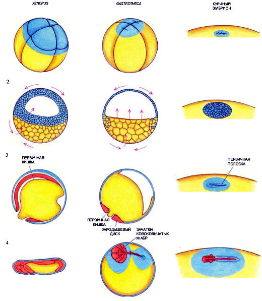 Ранние стадии развития эмбриона у сумчатой квакши (в середине) более похожи на таковые птиц (справа), а не лягушек (слева), откладывающих икру в воду (изображены в разном масштабе). У Xenopus в результате начальных клеточных делений (1) образуется полая сфера — бластула (2), затем происходит гаструляция: большие заполненные желтком клетки (желтые) мигрируют внутрь, а бедные желтком клетки (голубые) перемещаются таким образом, что покрывают поверхность эмбриона, и в результате образуется новая полость — первичная кишка (3). В формировании тела будущего животного участвует целиком весь эмбрион (4). В крупном, заполненном желтком курином яйце в гаструляции участвует только небольшой диск из клеток на поверхности желточной массы; из этого диска затем разовьется все тело цыпленка. У Gastrotheca, как и у Xenopus, в гаструляции принимает участие целиком весь эмбрион. Однако, по-видимому, из-за крупных размеров эмбриона и большого содержания желтка те клетки, которые принимают участие в дальнейшем развитии, сконцентрированы на одной стороне в диске, окружающем маленькую первичную кишку, и тело формируется на поверхности желточной массы, как у птиц
