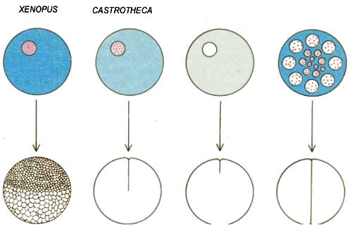 Уровень рибосомальной РНК (показан голубым цветом) в ооците коррелирует со скоростью эмбрионального развития. У лягушки Xenopus, которая откладывает икру в воду, и незащищенный эмбрион развивается быстро, содержание рРНК в ооците велико за счет амплификации рибосомальных генов (красные). Спустя 7 часов после оплодотворения, в эмбрионе уже насчитывается 4000 клеток. У сумчатой квакши Gastrotheca, как и у млекопитающих (здесь — мыши), развитие может идти медленнее, поскольку эмбрион защищен. Содержание рРНК в ооцитах у этих животных низкое, что отражает низкий или вообще нулевой уровень амплификации рибосомальных генов; 7-часовой эмбрион состоит всего из 1-2клеток. У некоторых вынашивающих икру квакш, таких как Flectoпotus, ооциты многоядерные, благодаря чему синтез рРНК усилен и развитие ускорено