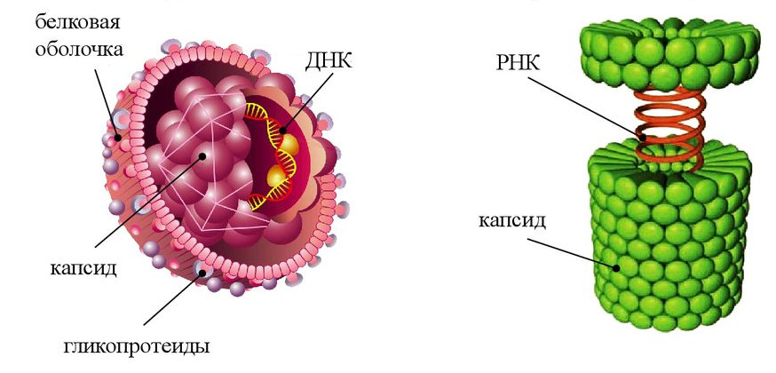 Схема строения простого вируса